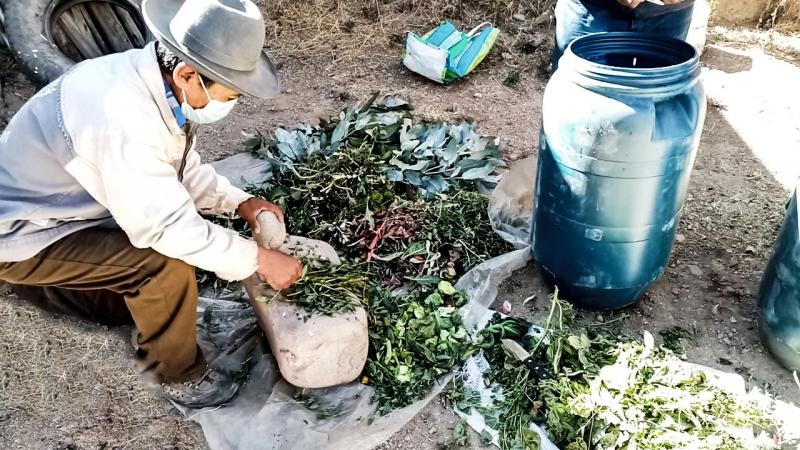 Más de 7,600 hectáreas de papa y maíz fueron reforzadas con abono foliar durante la actual campaña