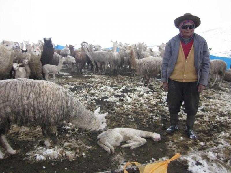 MÁS DE 800 MIL ALPACAS MORIRÍAN POR EL FRÍO EN EL SUR DEL PAÍS