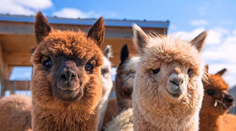 Más de 90 mil productores en Perú están involucrados en la crianza y producción de fibra de alpaca