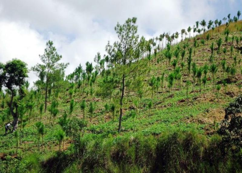 MÁS DE UN MILLÓN DE PLANTONES DE ÁRBOLES FUERON INSTALADOS 