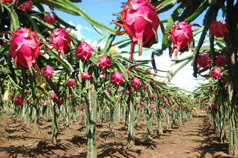 Mayor control de plagas y técnica de riego son necesarios para impulsar la exportación de Pitahaya