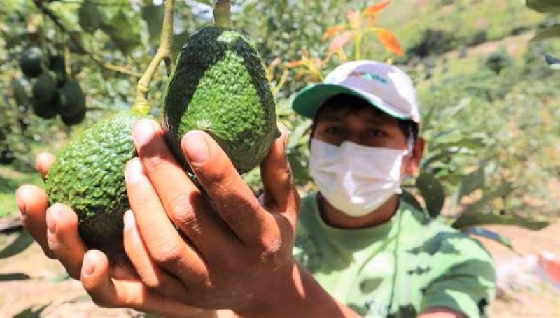 MCFruits arranca envío de paltas a Asia, pero cosecha todavía no recupera volumen