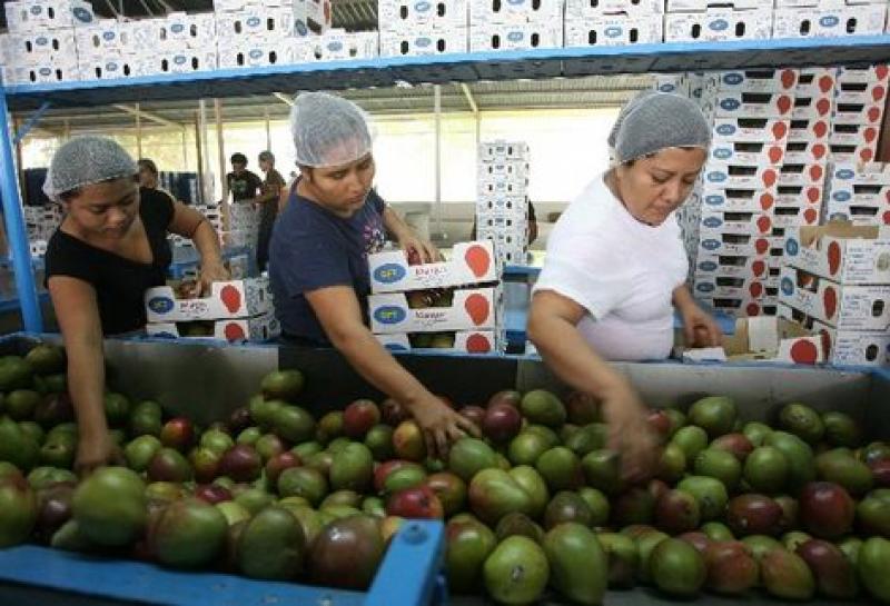 MEJOR CALIDAD Y MAYOR RENDIMIENTO DEL MANGO SERÍAN PRIORIDAD