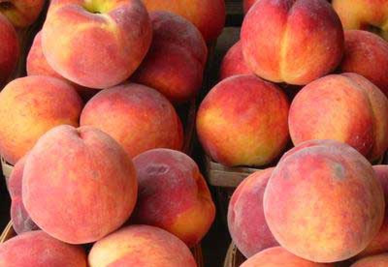 MELOCOTÓN, CAPSICUM, TORONJA Y TRUCHA CON POTENCIAL EN MERCADO RUSO