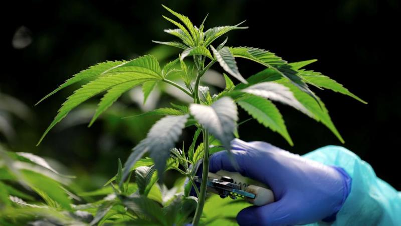 Mercado latinoamericano del cannabis tiene un valor de US$ 9.8 mil millones