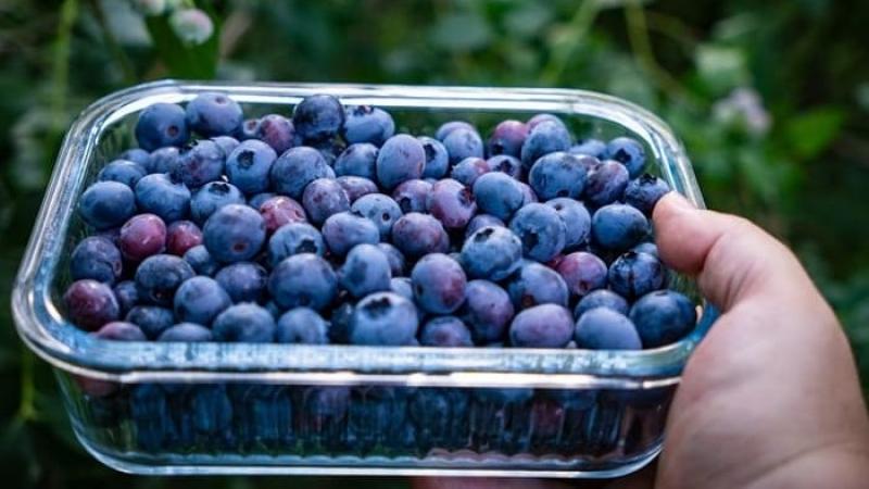 Mercado mundial del arándano atraviesa una fase de crecimiento dinámico, aunque con episodios de reajuste