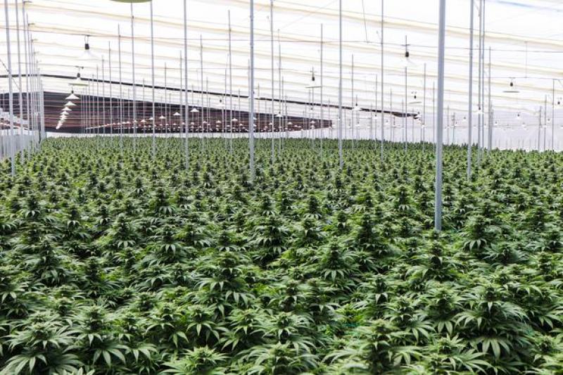 Mercado peruano de cannabis medicinal es de unos US$ 100 millones anuales