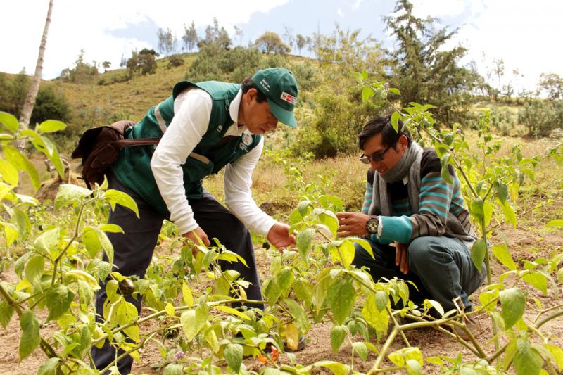 Mercados europeos demandan rocoto cajamarquino