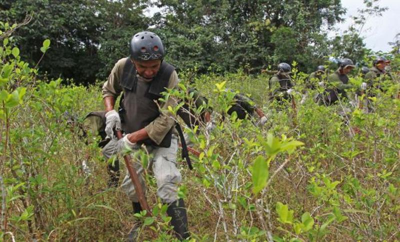 Meta de erradicación de cultivos de coca será de 25 mil hectáreas en 2023