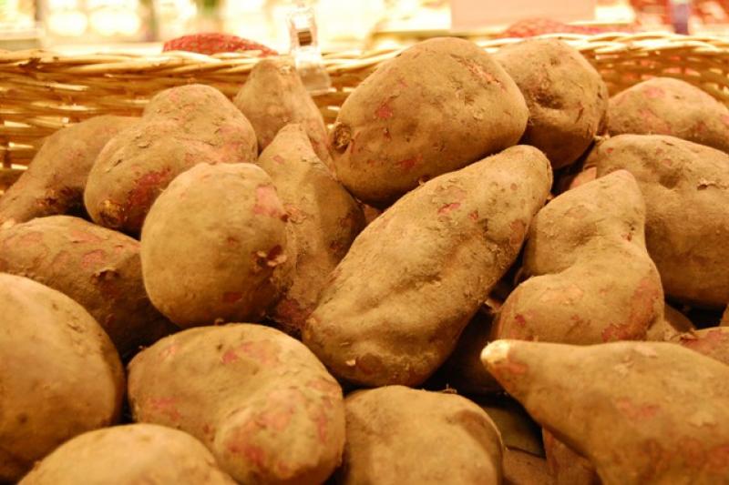 METODO “INTRAGÉNESIS” REDUCIRÍA LOS COSTOS DE PRODUCCIÓN DEL CAMOTE