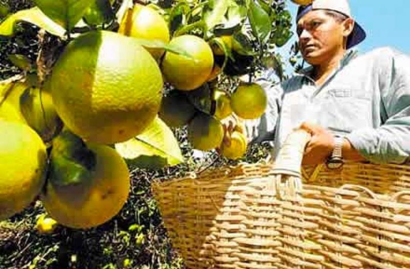 México es el quinto productor mundial de naranjas