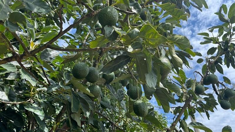 México es uno de los mercados más competitivos en alimentos orgánicos