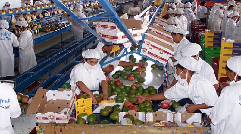 MEXICO EXPORTARÍA 5.0 MILLONES DE CAJAS DE MANGO