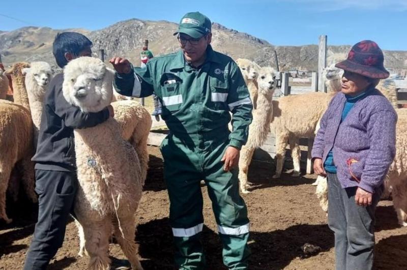 Midagri brindó asistencia técnica a 4.151 pequeños productores alpaqueros de 8 regiones