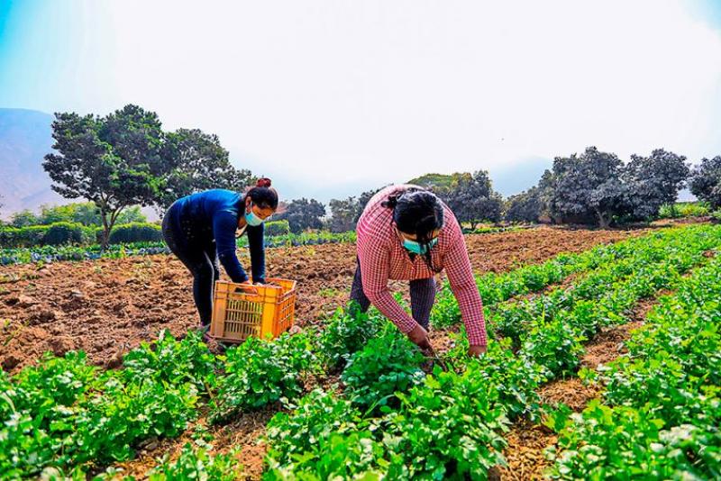 Midagri continuará impulsando emprendimiento de la mujer rural e indígena