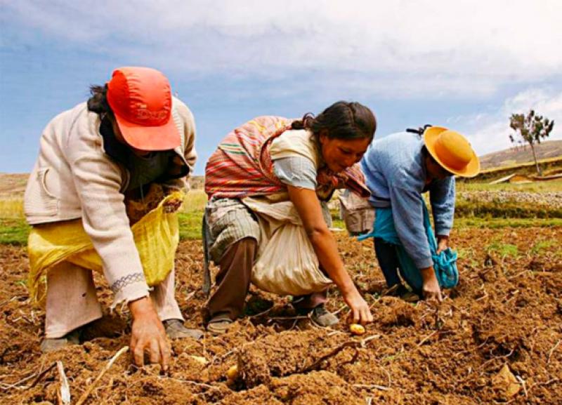 Midagri creará Dirección de la Mujer Rural para potenciar su desarrollo productivo