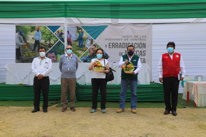 Midagri emprende acciones para controlar y erradicar moscas de la fruta en más de 69 mil hectáreas hortofrutícolas de Piura