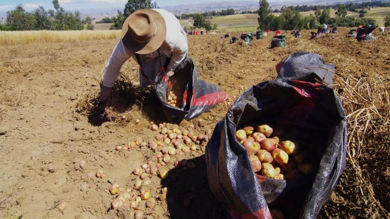 Midagri: factores estacionales generan fluctuaciones en precios de la papa blanca