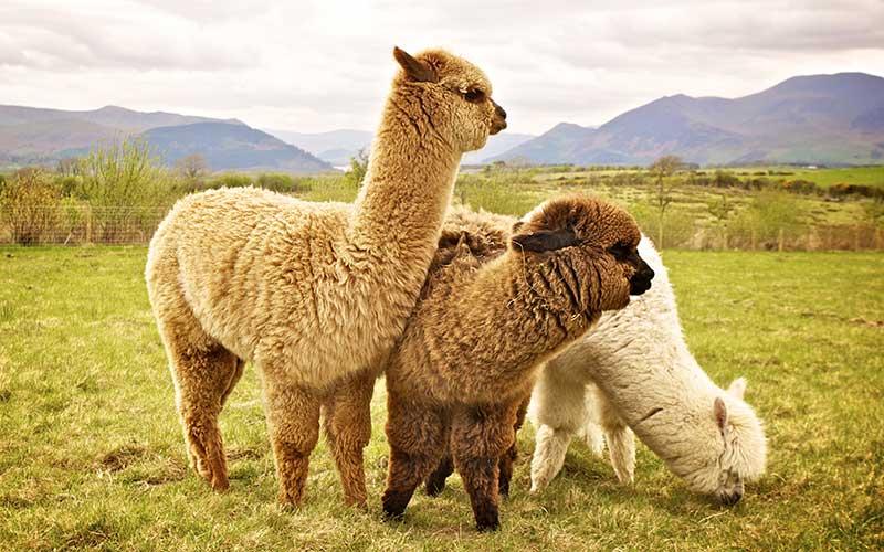 Midagri fija cuota de exportación de alpacas y llamas para 2023