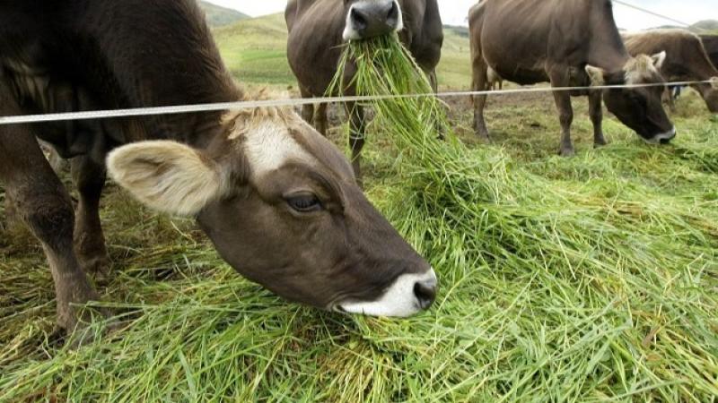 Midagri impulsará el sector pecuario para promover una mejor oferta de carne y leche