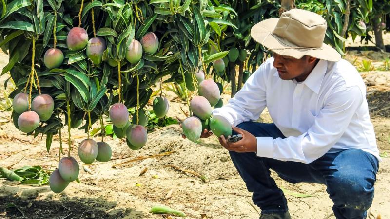 Midagri impulsó estrategias de comercialización en apoyo a productores de mango de Lambayeque