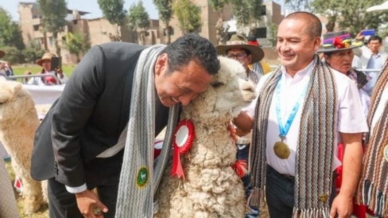 Midagri lanza XVI Feria Nacional de Camélidos de Alta Montaña para revalorar el trabajo de más 90 mil familias productoras