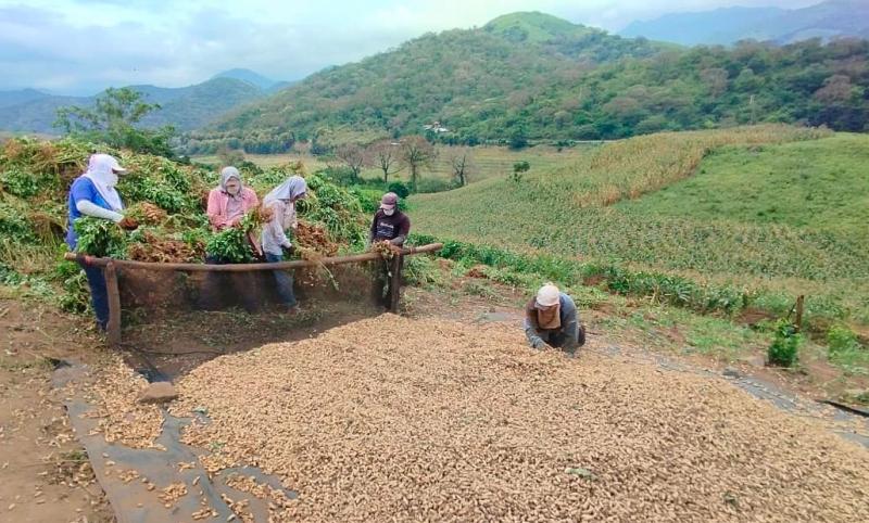 MIDAGRI promueve exportación histórica de 500 toneladas de maní orgánico piurano a Europa