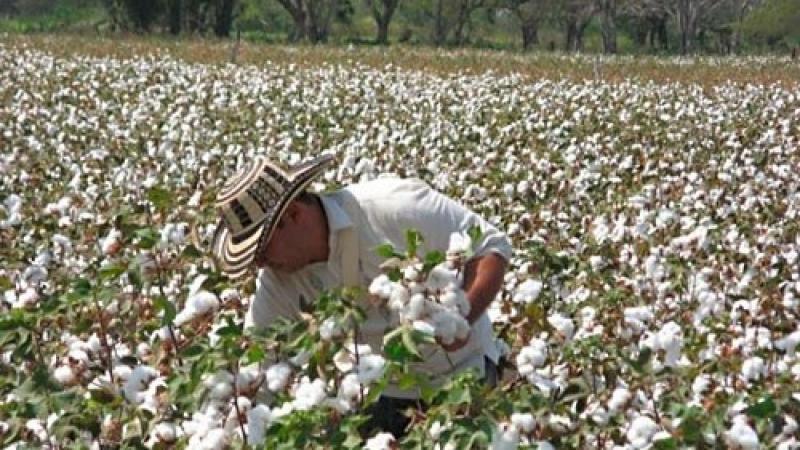 Midagri recomienda sembrar cultivos industriales como el algodón pima