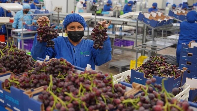 Midagri: Sector agropecuario peruano creció 3.8% en el primes bimestre de 2025