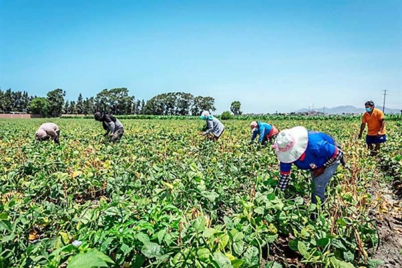 Midagri: siembras en 8 regiones crecieron hasta en 534% en diciembre de 2022