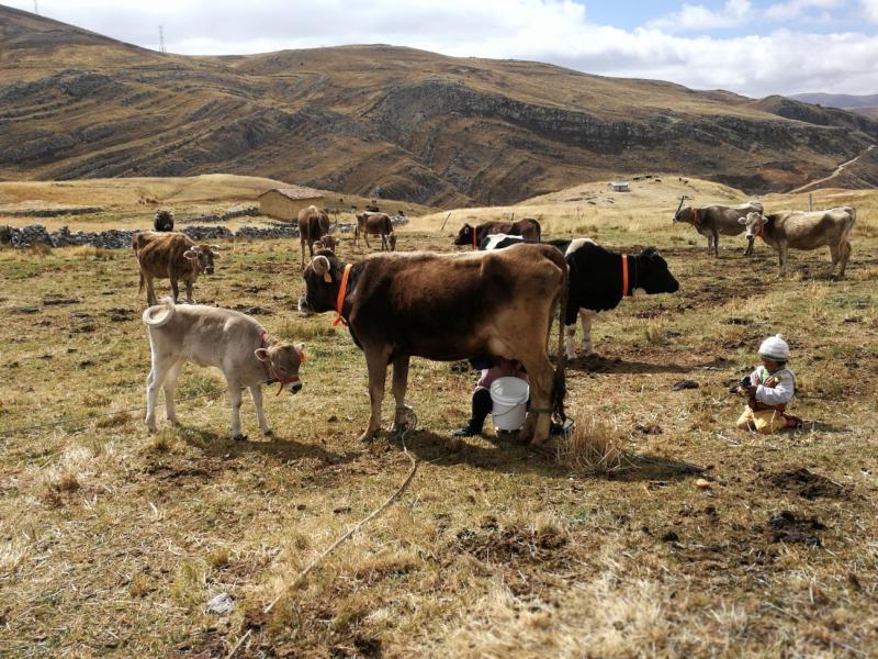 Midagri: Valor bruto de la producción ganadera a la fecha es de sólo el 2%