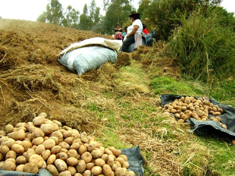 MINAG IMPULSARÁ “GERENCIA RURAL” EN EL AGRO