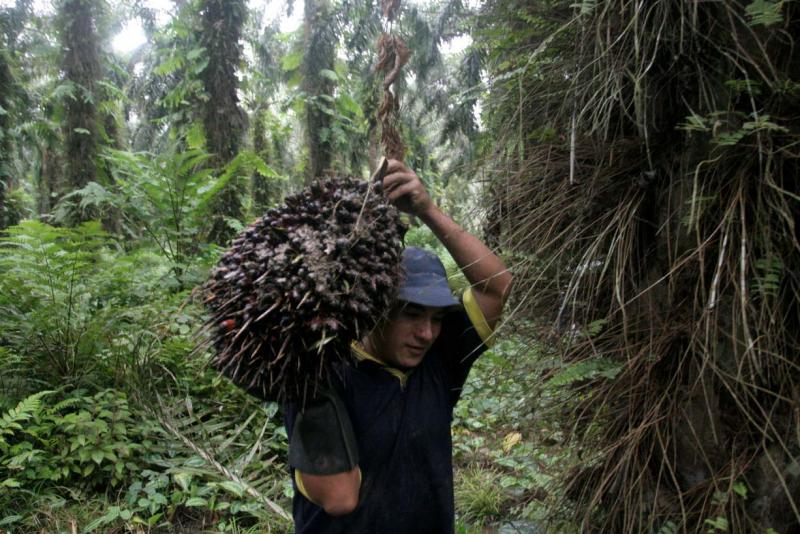 MINAG MEJORARÁ TECNOLOGÍA DE PALMA ACEITERA EN PUCALLPA