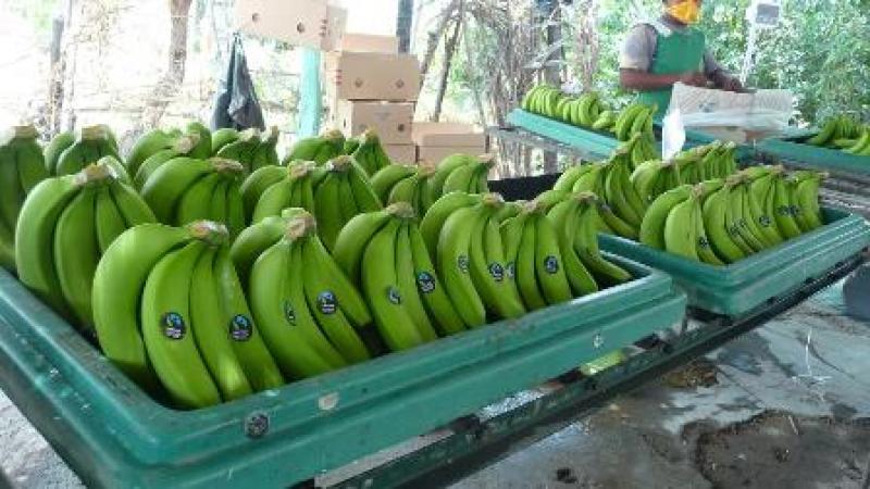 MINAG MEJORARÍA CALIDAD DEL BANANO ORGÁNICO