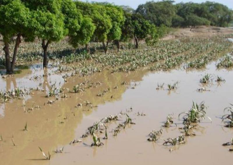 MINAGRI ANUNCIA SEGURO AGRARIO CATASTRÓFICO POR FENÓMENOS NATURALES