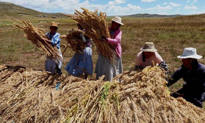 MINAGRI BUSCA FACILITAR INGRESO DE QUINUA CONVENCIONAL A EE.UU.