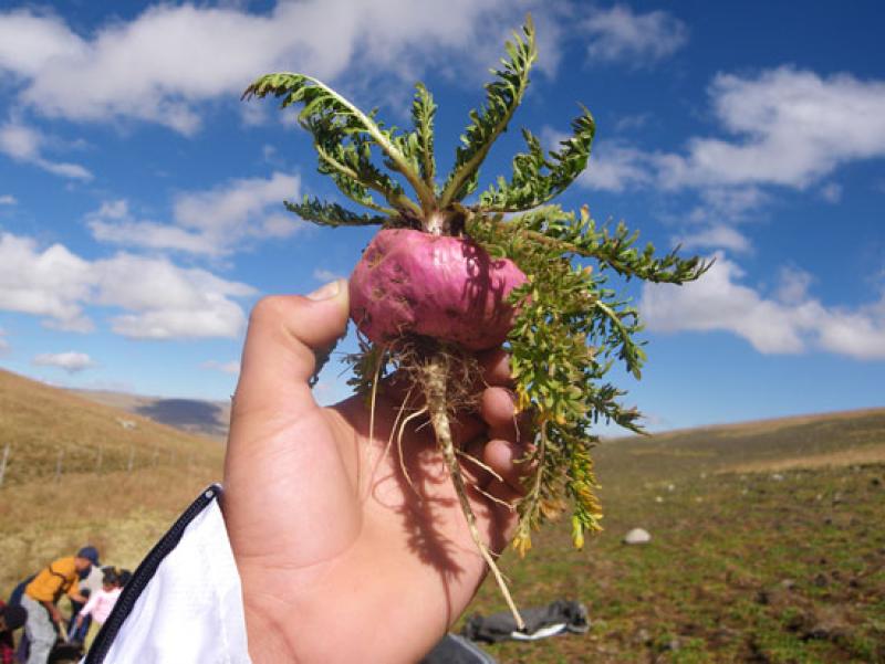 Minagri busca triplicar consumo de maca al 2021