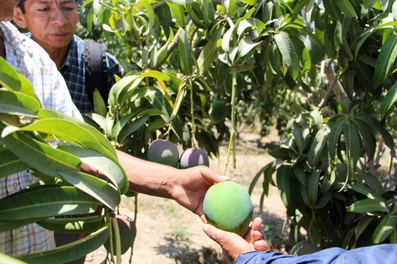 Minagri fortalece capacidades de productores de mango para impulsar exportación de la fruta