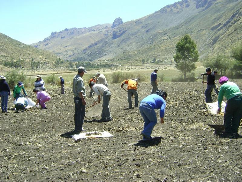 Minagri inicia entrega de semillas de pastos cultivados en 18 regiones del país