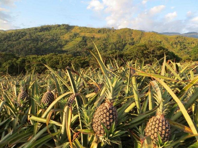 MINAGRI INICIA INSTALACIÓN DE CULTIVOS DE PIÑA EN PICHARI