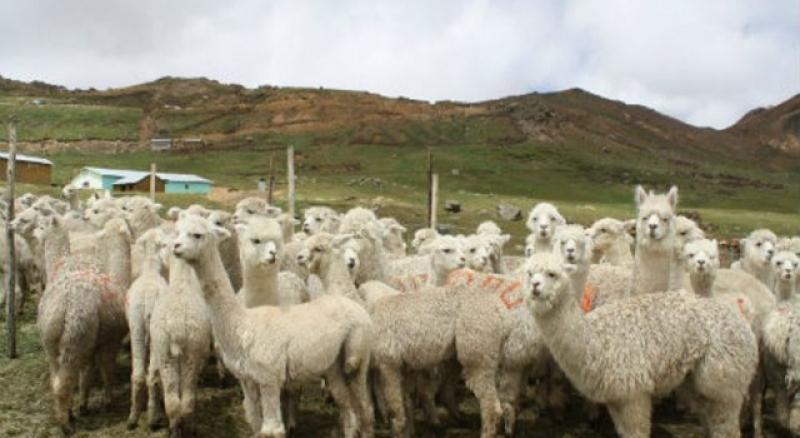 MINAGRI INVIERTE S/. 94 MILLONES PARA APOYAR A LOS CRIADORES DE ALPACAS