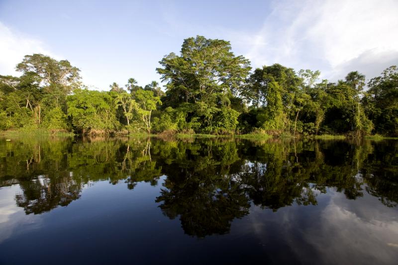 Minagri, Minam y Cooperación Japonesa desarrollan acciones de conservación de los bosques