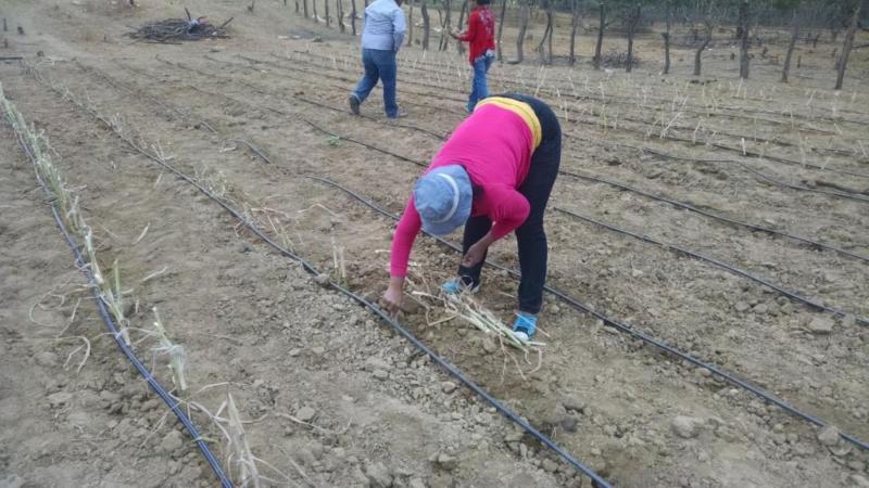 MINAGRI SIEMBRA PASTOS CON SISTEMA DE RIEGO POR GOTEO