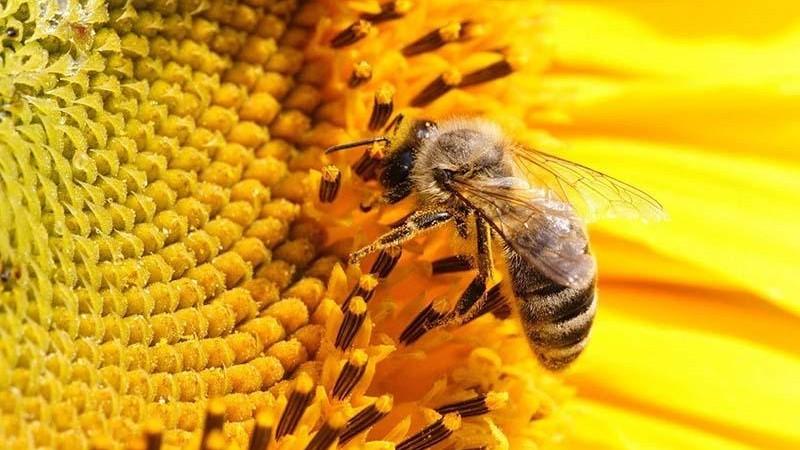 Minam impulsa acciones para la conservación de polinizadores y la seguridad alimentaria