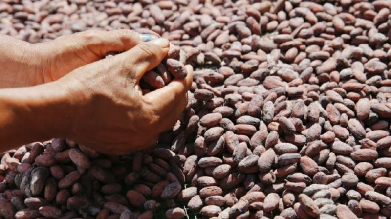 Mincetur admite impacto en futuras exportaciones de cacao ante próxima restricción europea