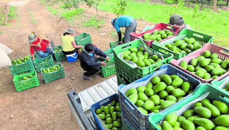 Mincetur: Agroexportaciones peruanas no habrían alcanzado los US$ 10.000 millones en 2022