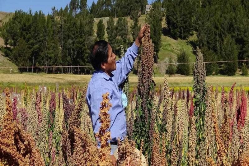 Mincetur espera reducir en 30% costos logísticos en envío de quinua