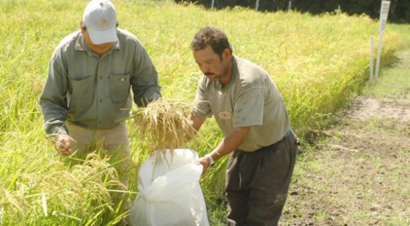 MINERAS ECUATORIANAS PONDRÍAN EN RIESGO PRODUCCIÓN DE ARROZ EN TUMBES 