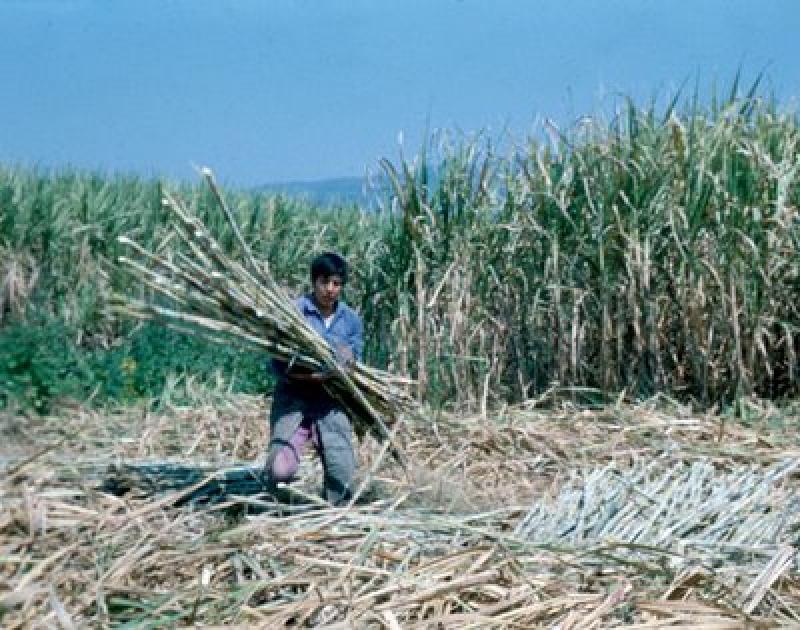 MINISTRO DE AGRICULTURA GARANTIZA QUE HAY SUFICIENTE AZÚCAR EN PERÚ 