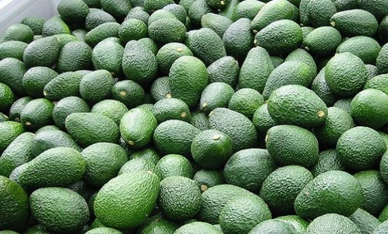 Moquegua: agricultores exportan palta Hass a Chile